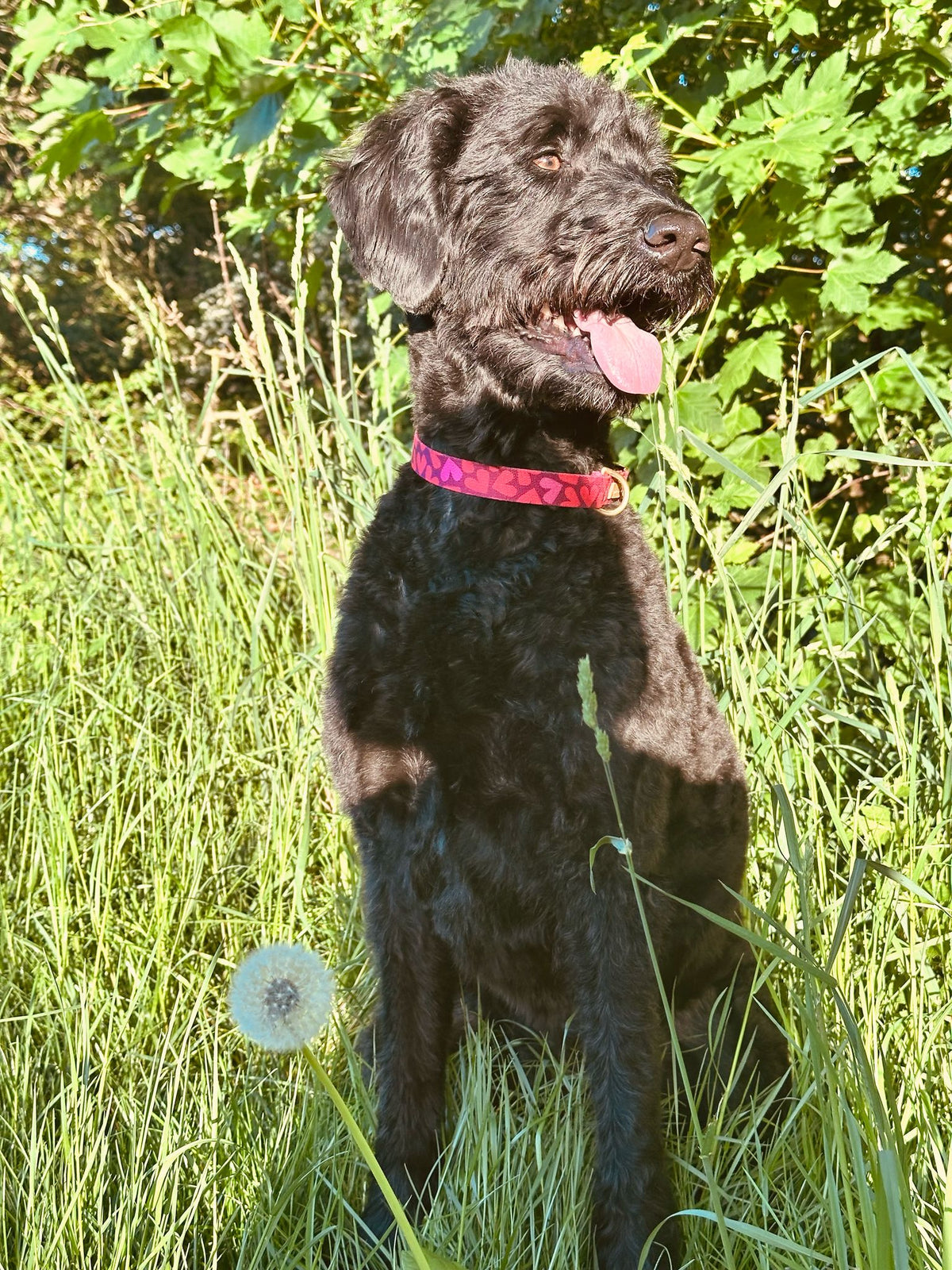 Labradoodle Lola Halsband Herzklopfen
