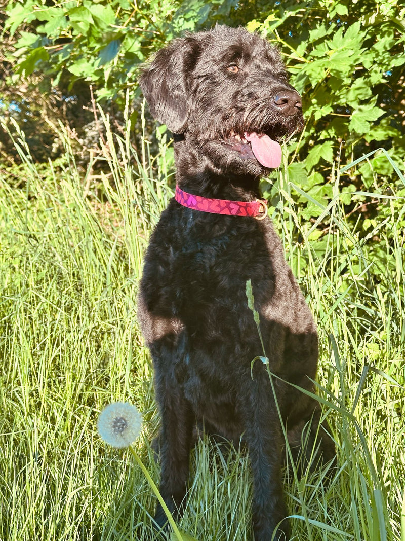 Labradoodle Lola Halsband Herzklopfen