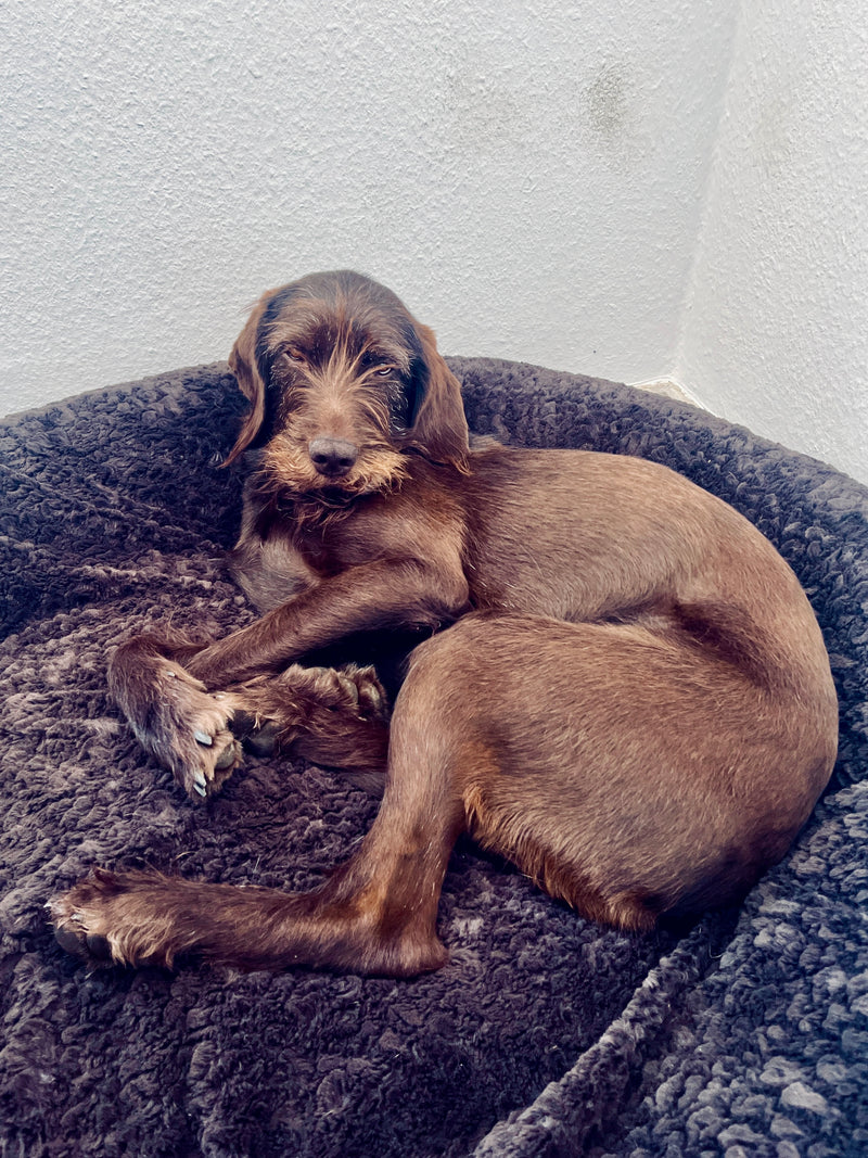 Jagdhund Rosalinde Bagelbettchen Gr. L Kaffee