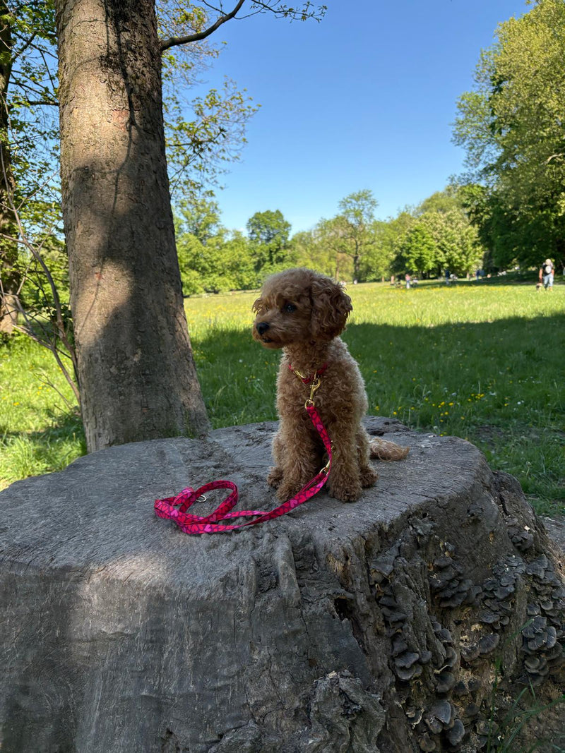 Zwergpudel Tiffany Halsband und Leine Herzklopfen