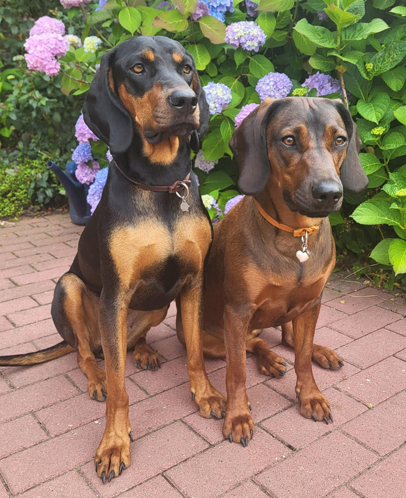 BGS Josie und Frieda Markenband Braun und Cognac