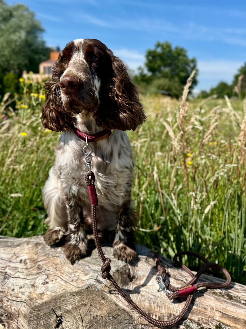 Cocker Spaniel Birdy Tauleine Classy Chestnut BURGUNDER Halsband Softie Burgunder