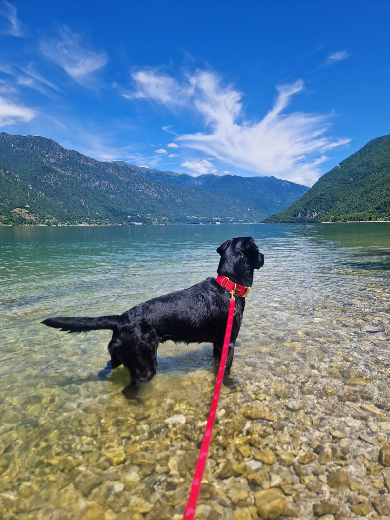 Labrador Skye in Designerhalsband Herzklopfen, Größe XL