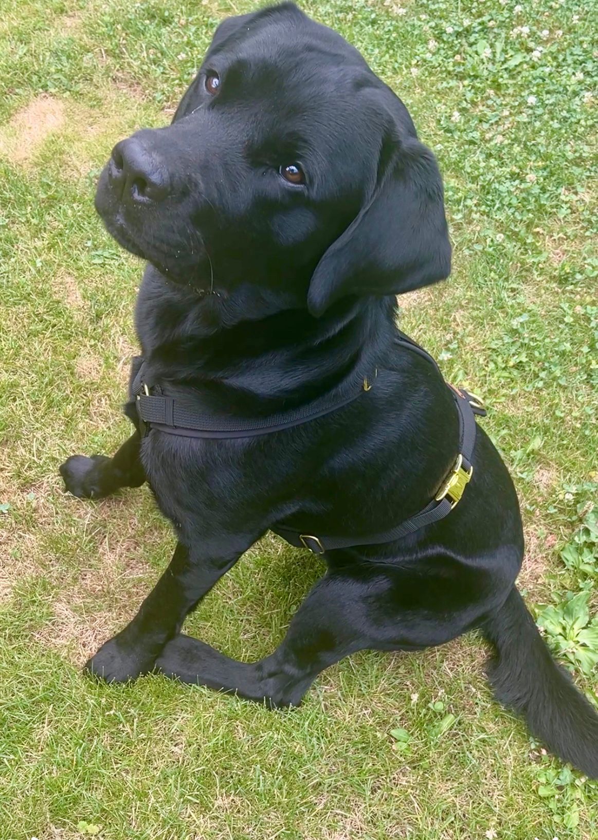 Labrador Theo Brustgeschirr schwarz, Groesse XL