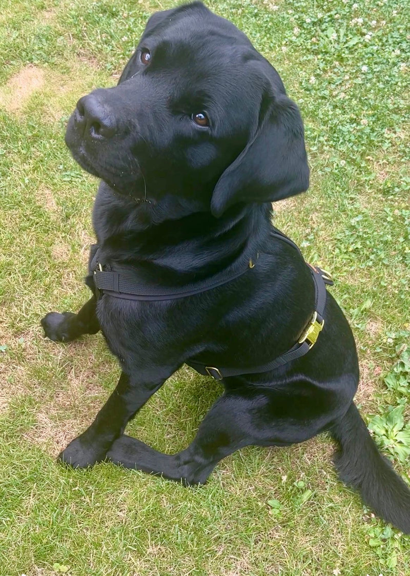 Labrador Theo Brustgeschirr schwarz, Groesse XL