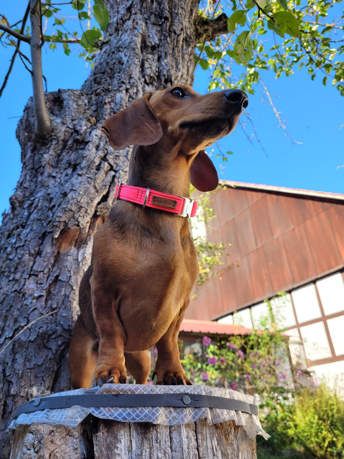 Dackel Hera in Halsband Softie Pink