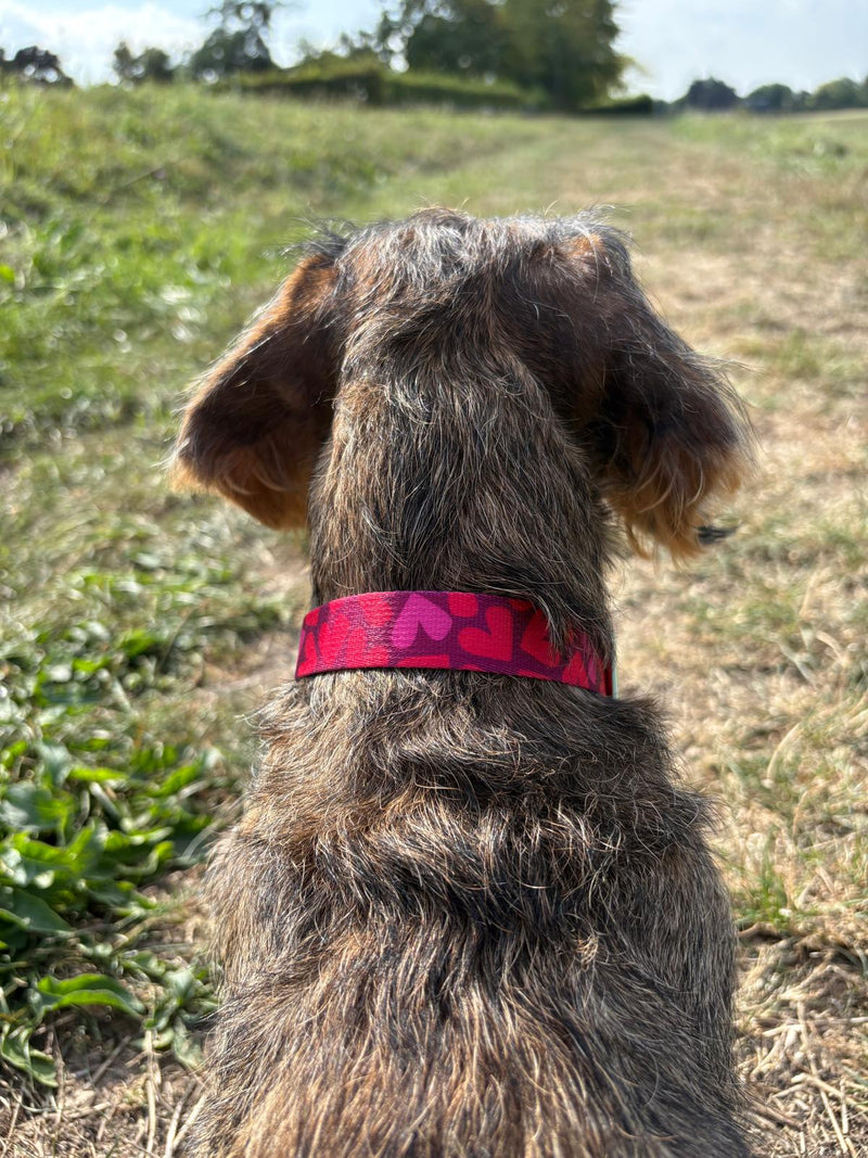 Dackel Wilma in Designerhalsband Herzklopfen, Größe S