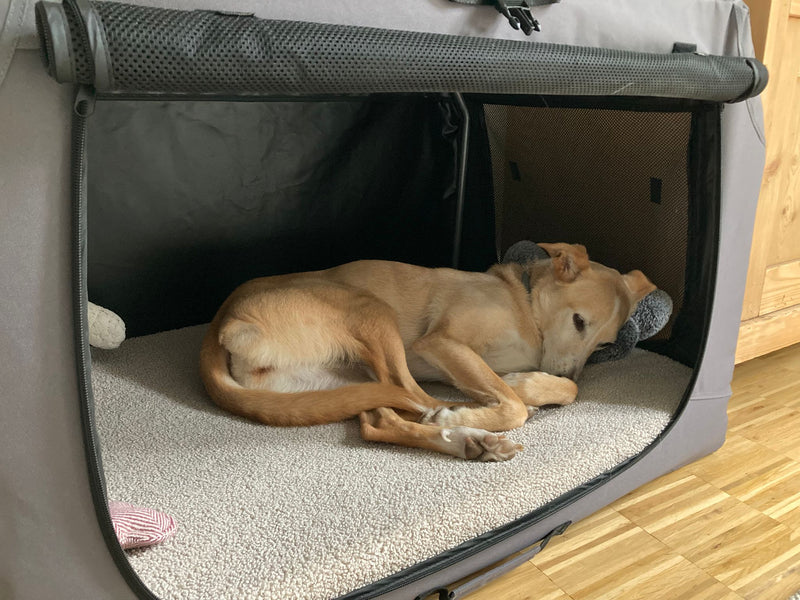 Nala Hundebett Ortho Safe, Größe M Bezug Teddy SAND
