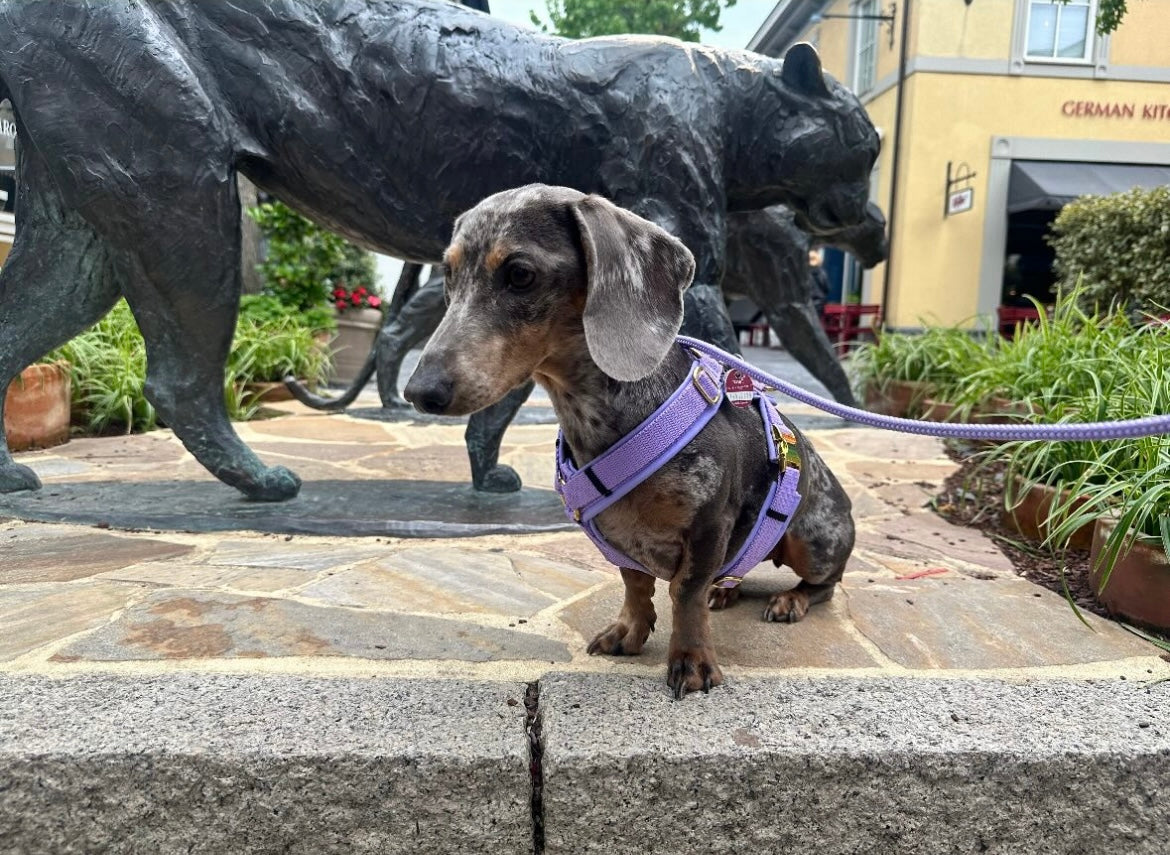 Dackel in Hundegeschirr Softie Lavendel, Größe S