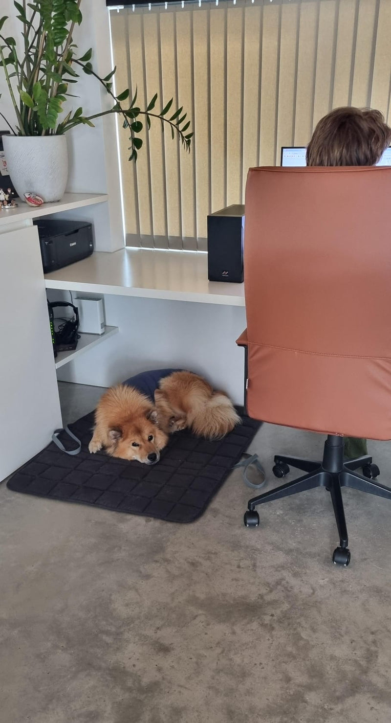 Eurasier Coco auf Reisedecke Pocket, Grau