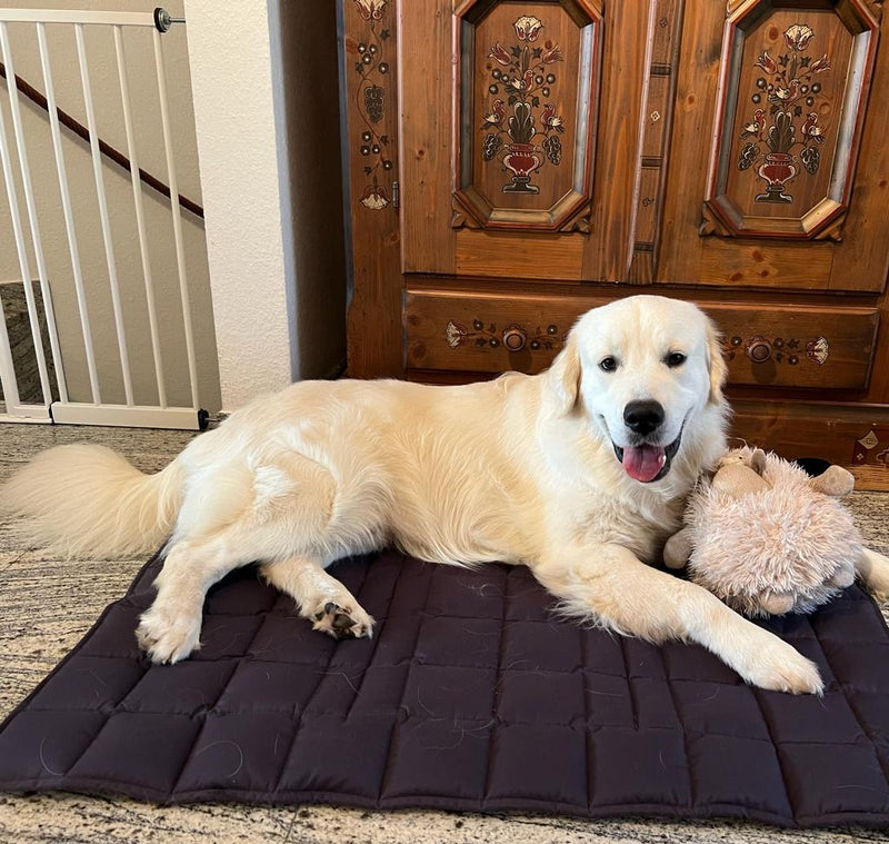 Golden Retriever auf Reisedecke Grau