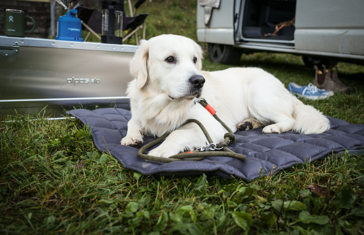 Golden Retriever Theo auf Reisedecke Pocket, Grau