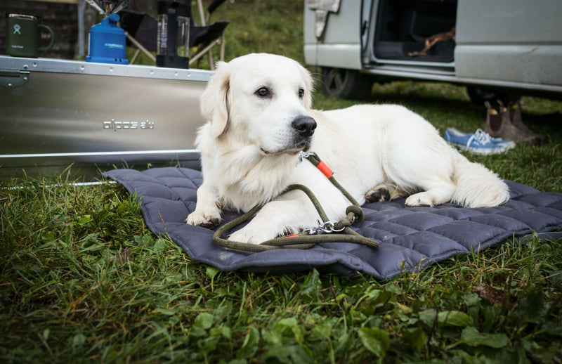 Golden Retriever Theo auf Reisedecke Pocket, Grau