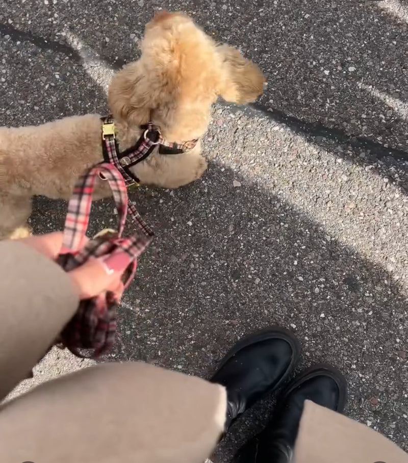 Havapoo Scotty in Hundegeschirr Flaneur