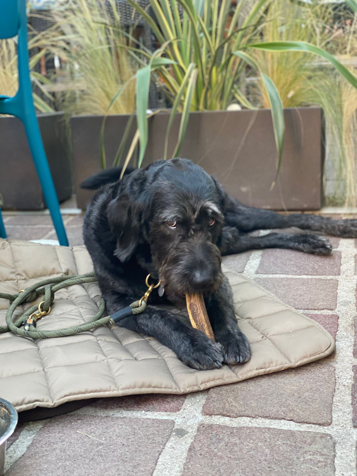 Labradoodle Charly auf Reisedecke Pocket, Beige