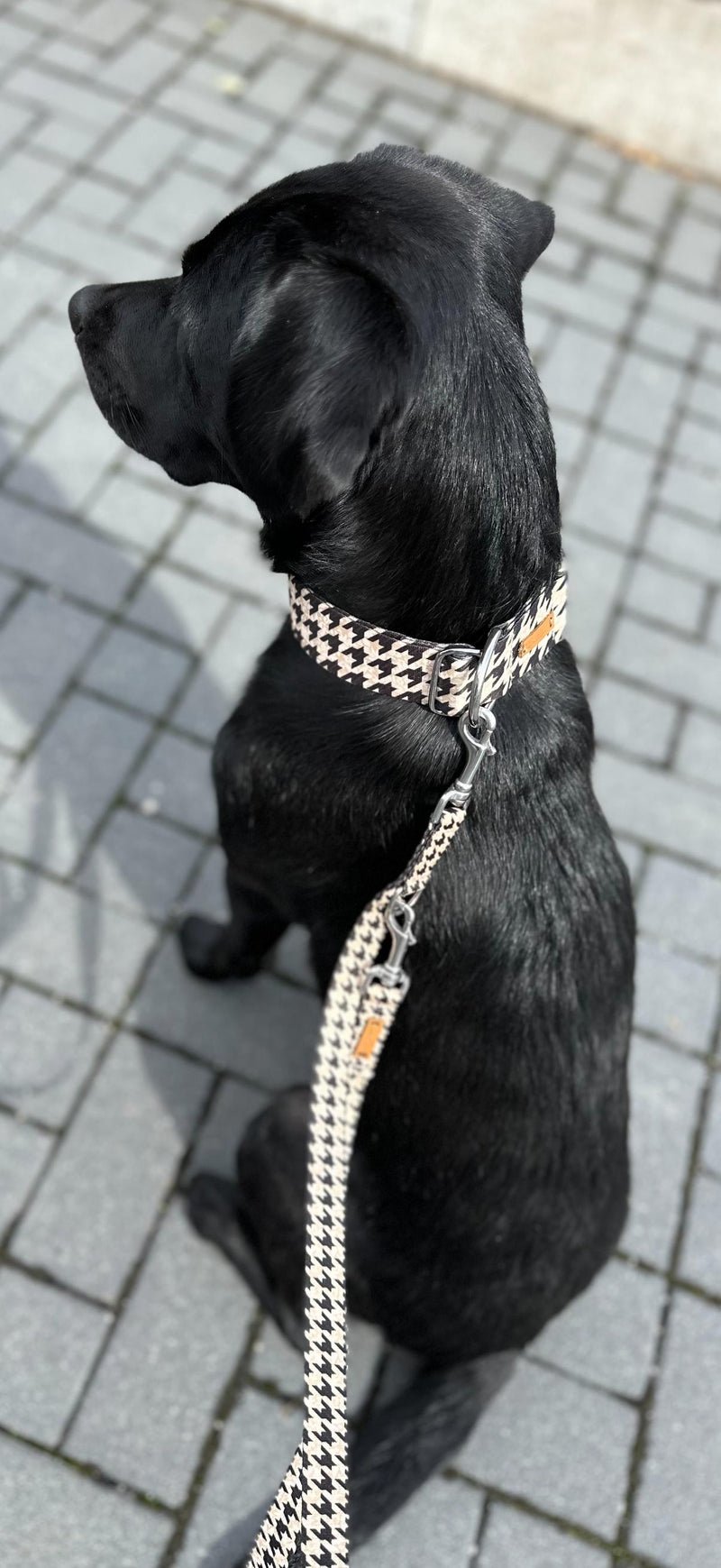 Labrador Skye in Designerhalsband Stadtgeflüster, Größe XL