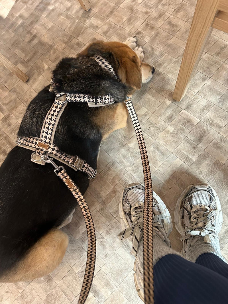 Lotti in Hundegeschirr Stadtgeflüster, Größe L