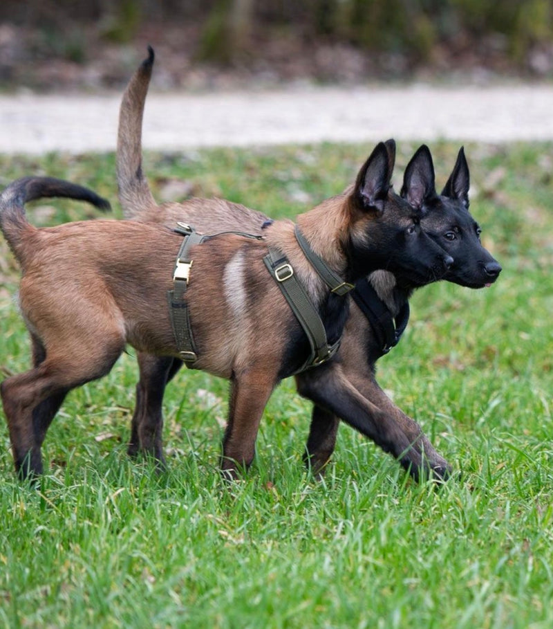 Malinoiswelpen in Hundegeschirr und Halsband Softie Oliv, Größe M