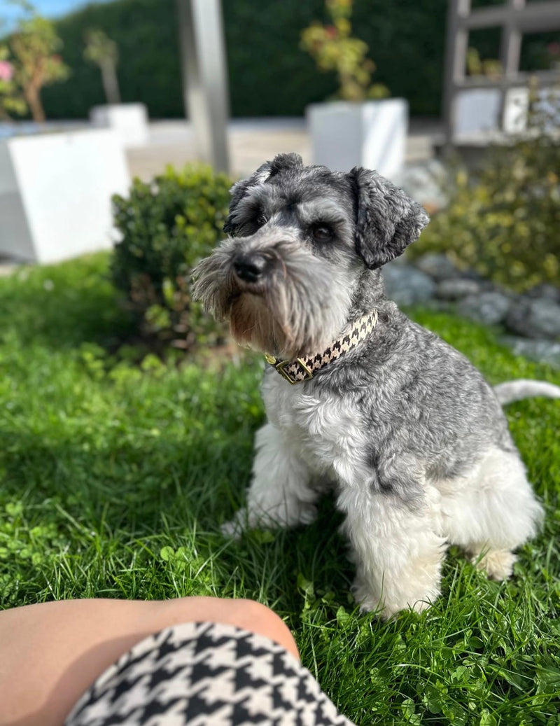 Schnauzer Jacky in Designerhalsband Stadtgeflüster, Größe M