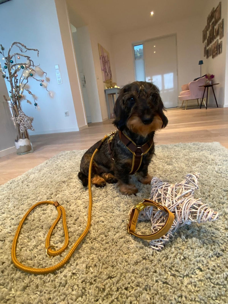 Dackel Frieda Hundegeschirr Karamell in Größe S