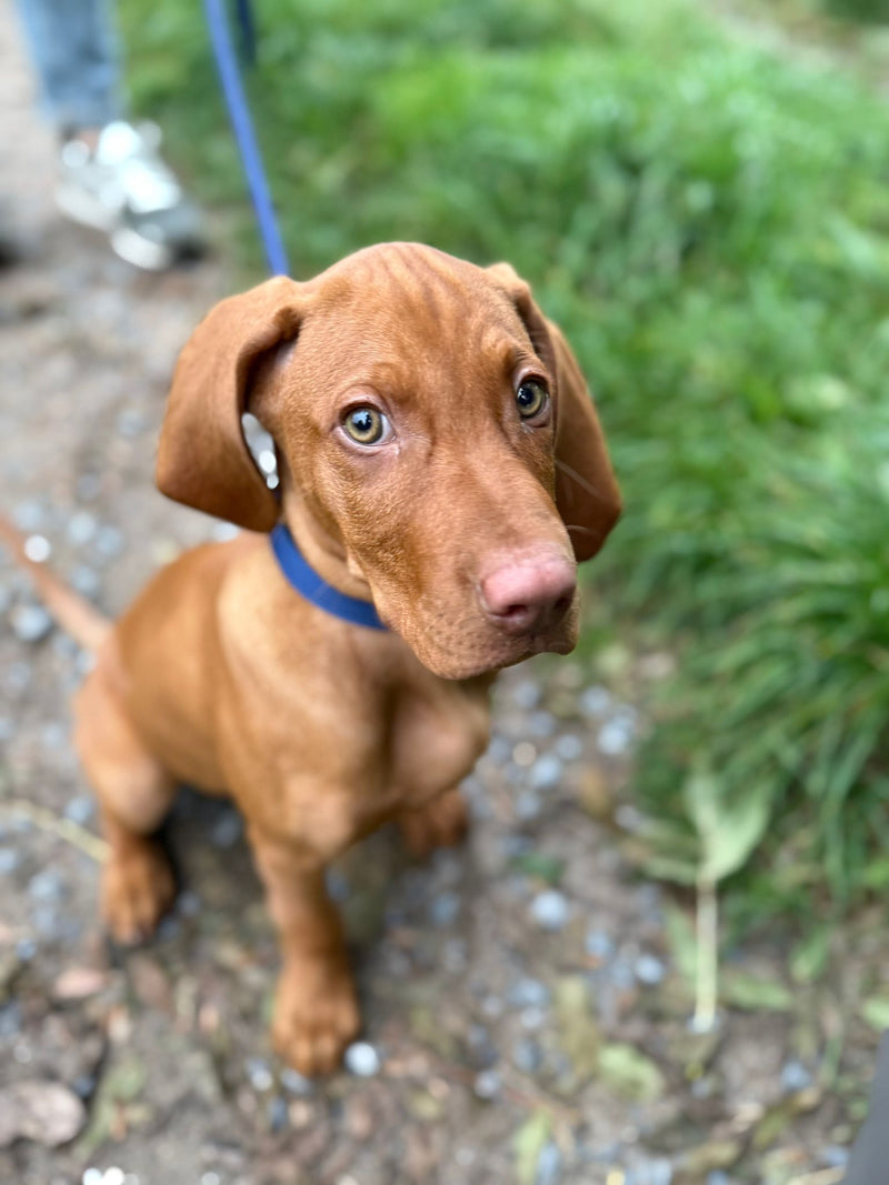 Vizsla Welpe Eiko Welpenhalsband Softie Dunkelblau, Größe M