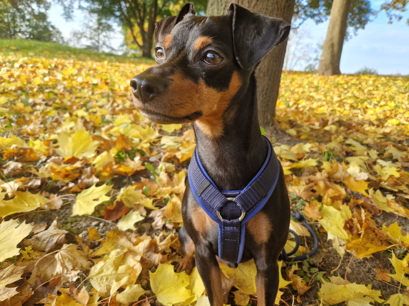 Zwergpinscher Leo (Gewicht 6,5 Kilo) in Hundegeschirr Dunkelblau, Größe S
