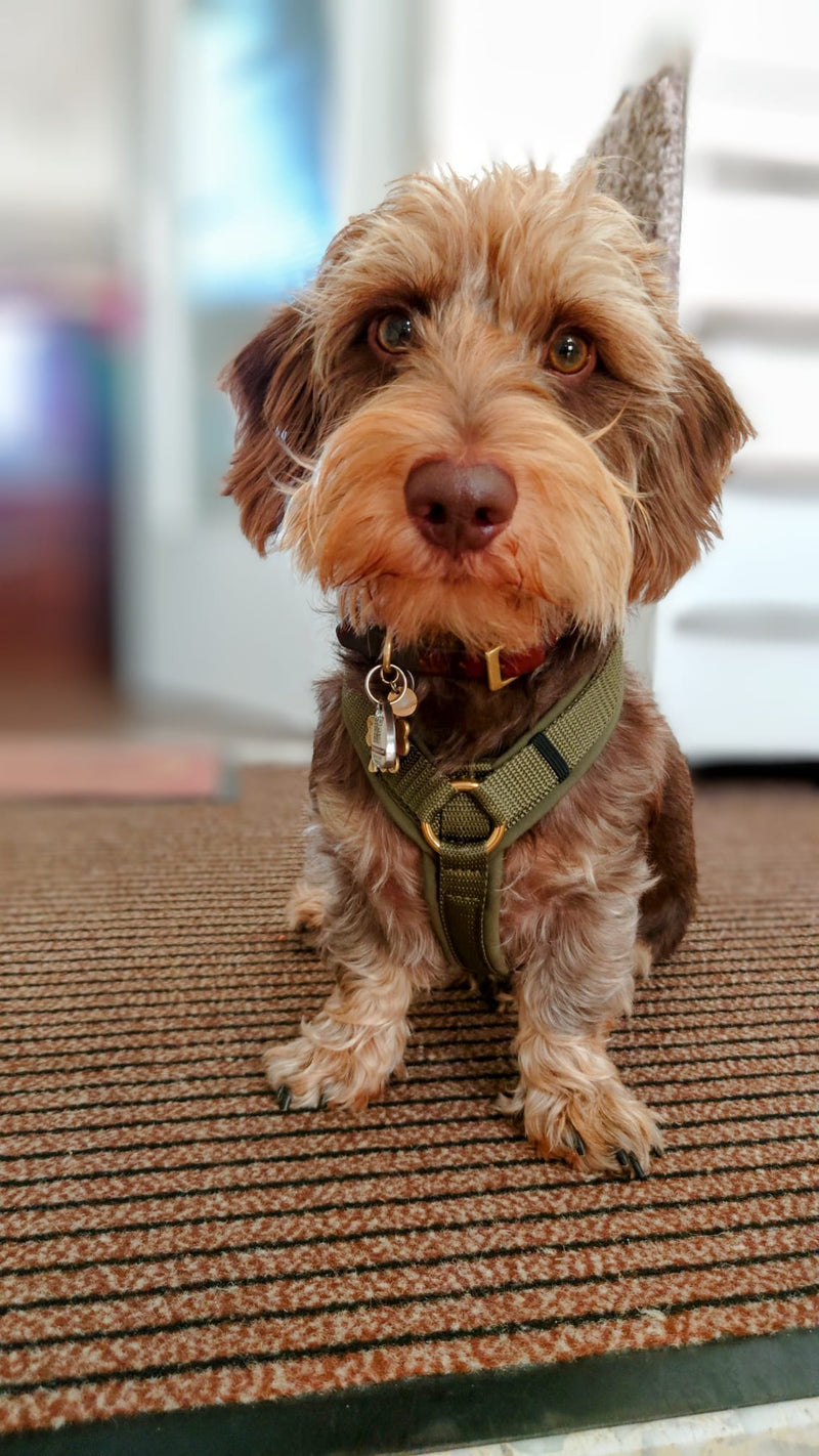 Dackel Winnie in Hundegeschirr Softie Oliv, Größe S