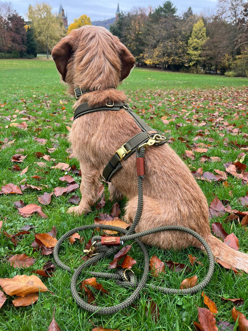 Dackelmischling Hundegeschirr Softie Oliv, Größe S