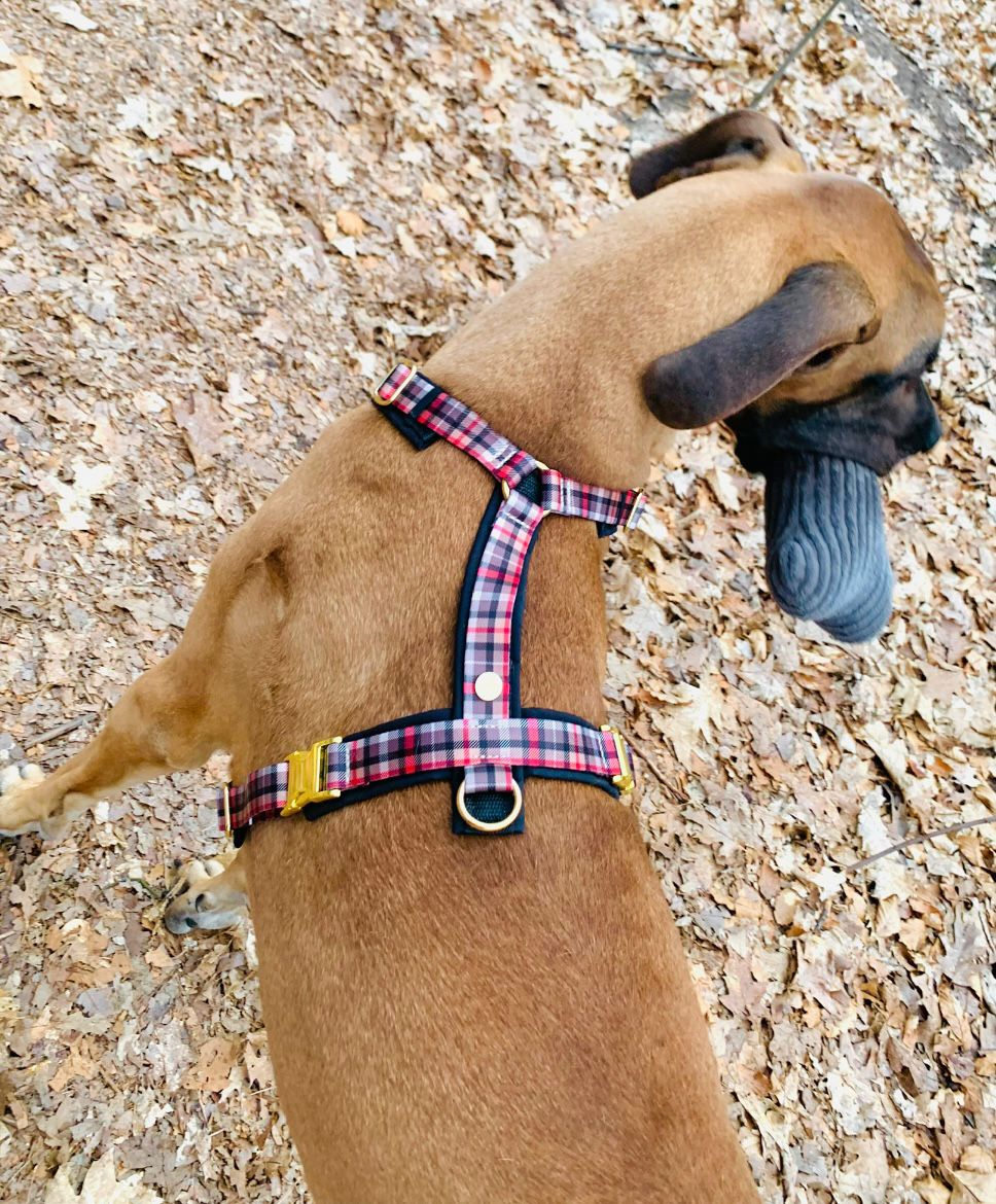 Deutsche Dogge Mäxchen in Hundegeschirr Flaneur, XL mit Sondermaßen