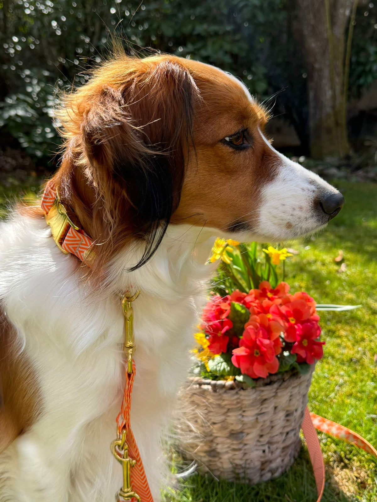 Kooikerhondje Maila im Designer-Set Wandler