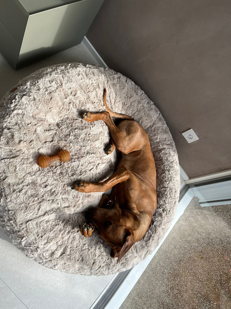Ridgeback in Bagelbettchen Größe L, Fell Beige