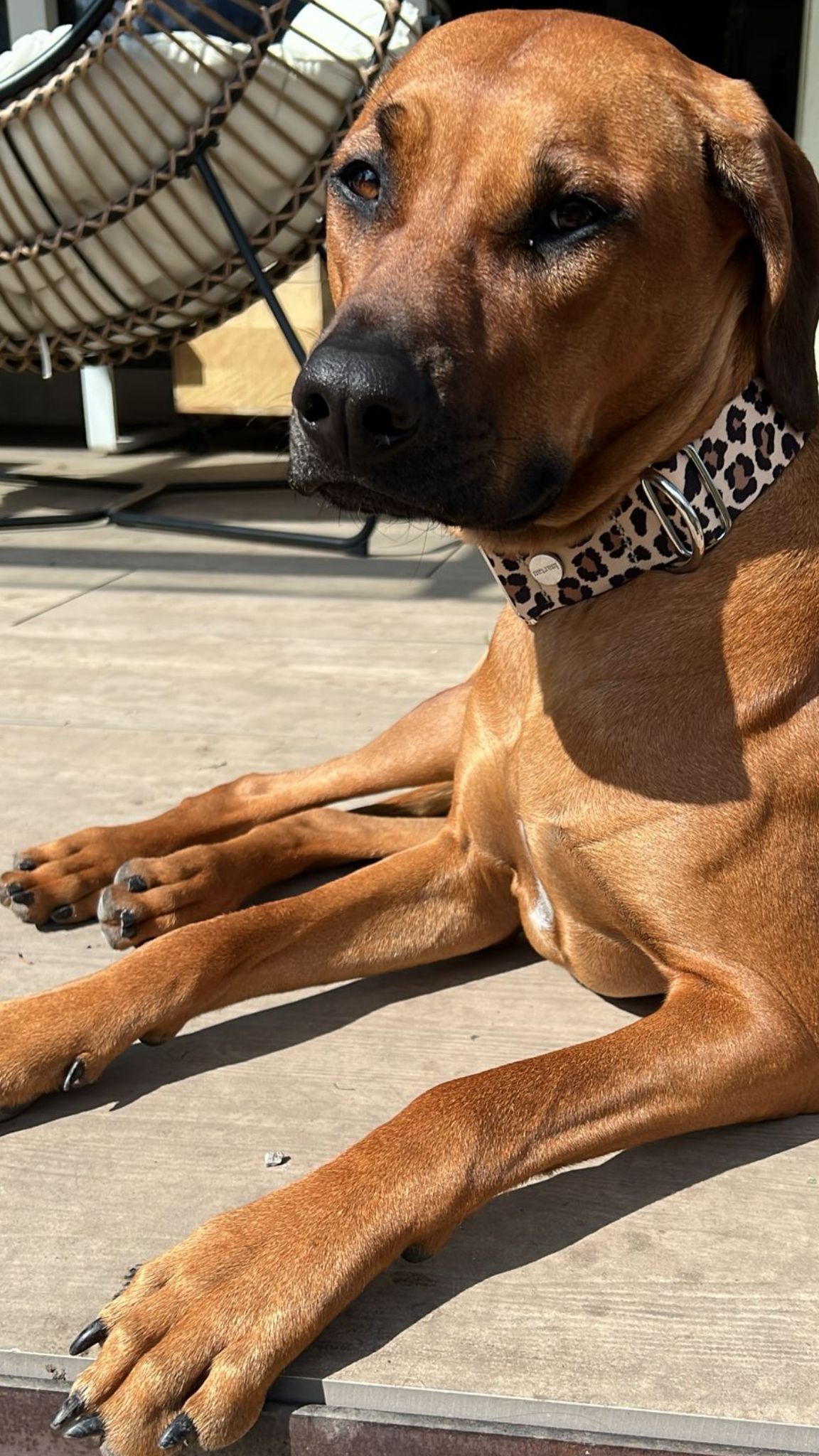 Ridgeback Soshi in Designerhalsband Leo, Größe XL