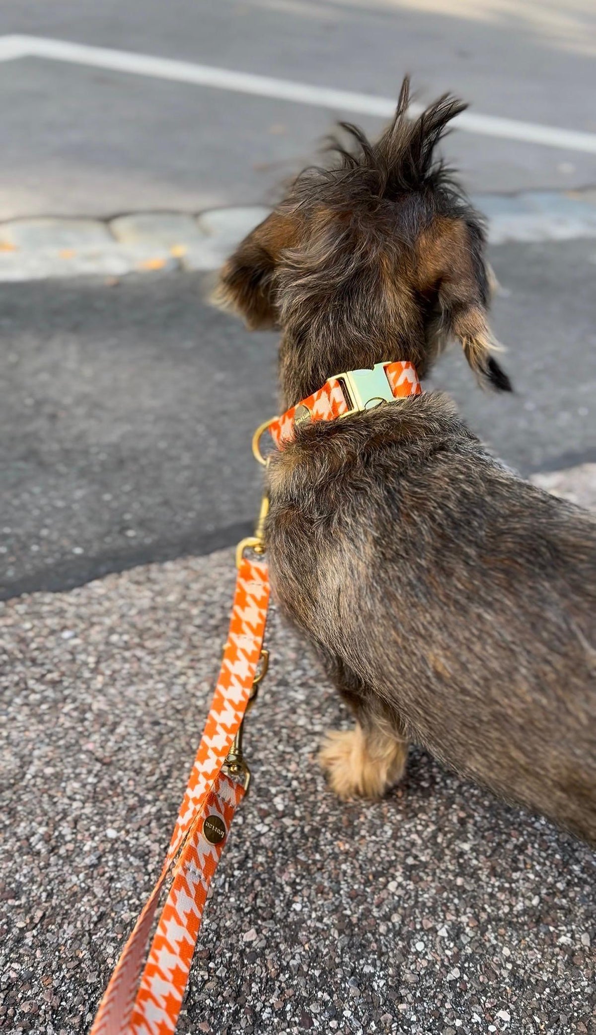 Zwergdackel Enzo mit Designer-Set Wandler