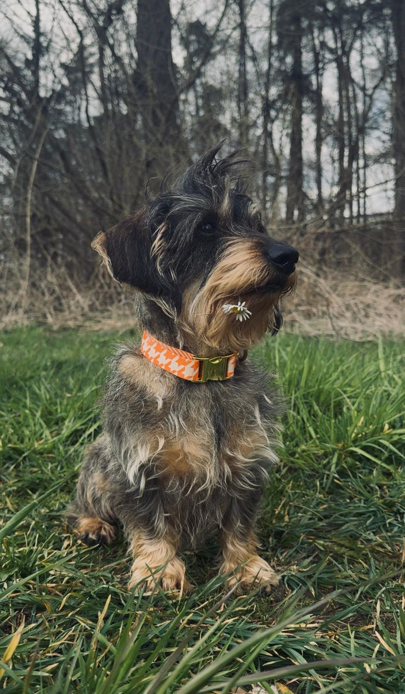 Zwergdackel Enzo mit Designerhalsband Wandler, Größe S