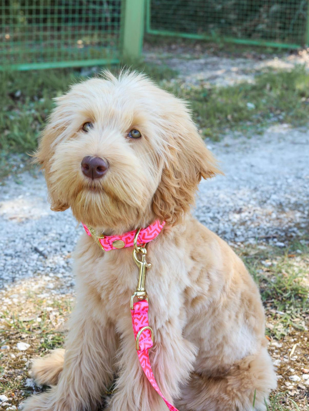 Australian Labradoodle Nala in Design Sweety