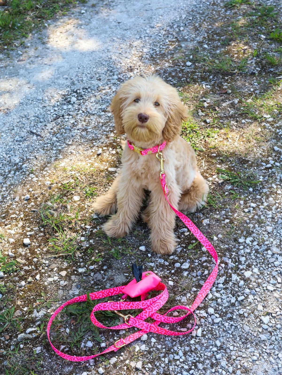 Australian Labradoodle Nala im Designer-Set SWEETY