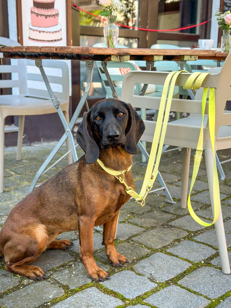 BGS Cleo in Designerhalsband SUNNY, Größe L