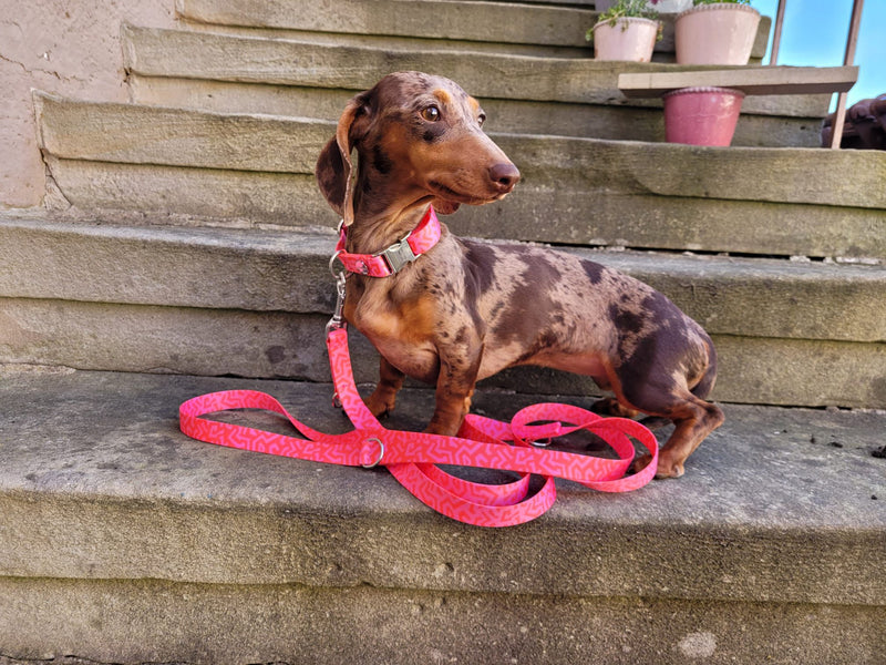 Dackel Luise in Designerhalsband Sweety, Größe M