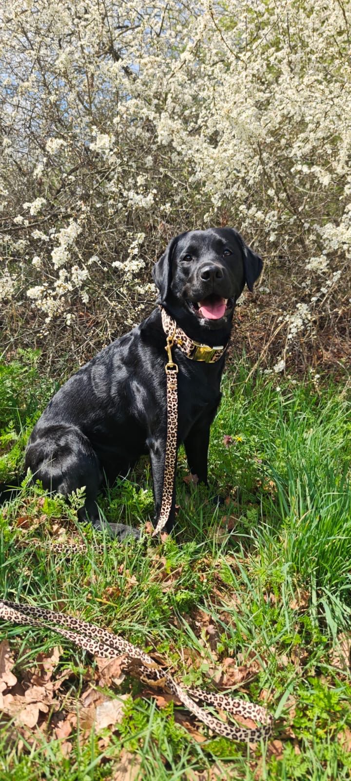 Labrador Skye im Designer-Set LEO