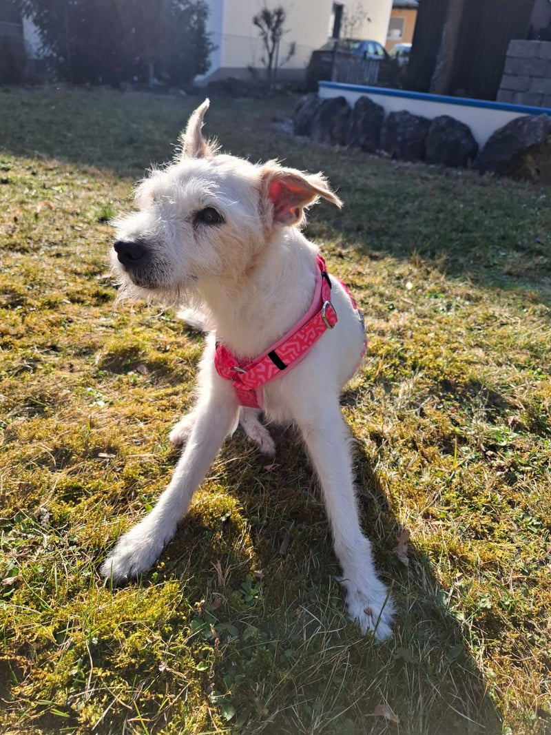 Terrier Lissy Hundegeschirr Sweety Größe s