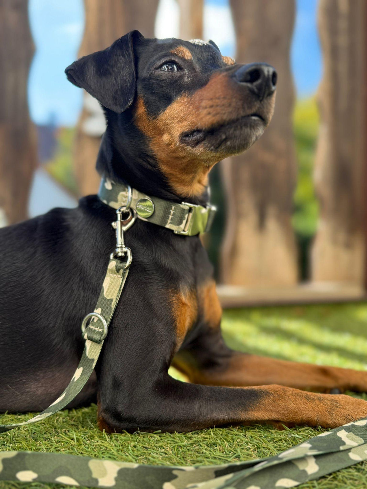 Zwergpinscher Leo mit Designer-Set Entdecker aus Halsband und Leine