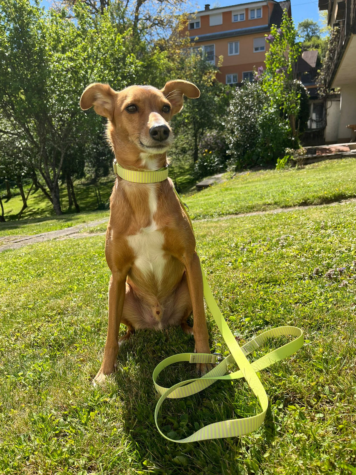Podenco Eloy Designerhalsband Sunny Größe M