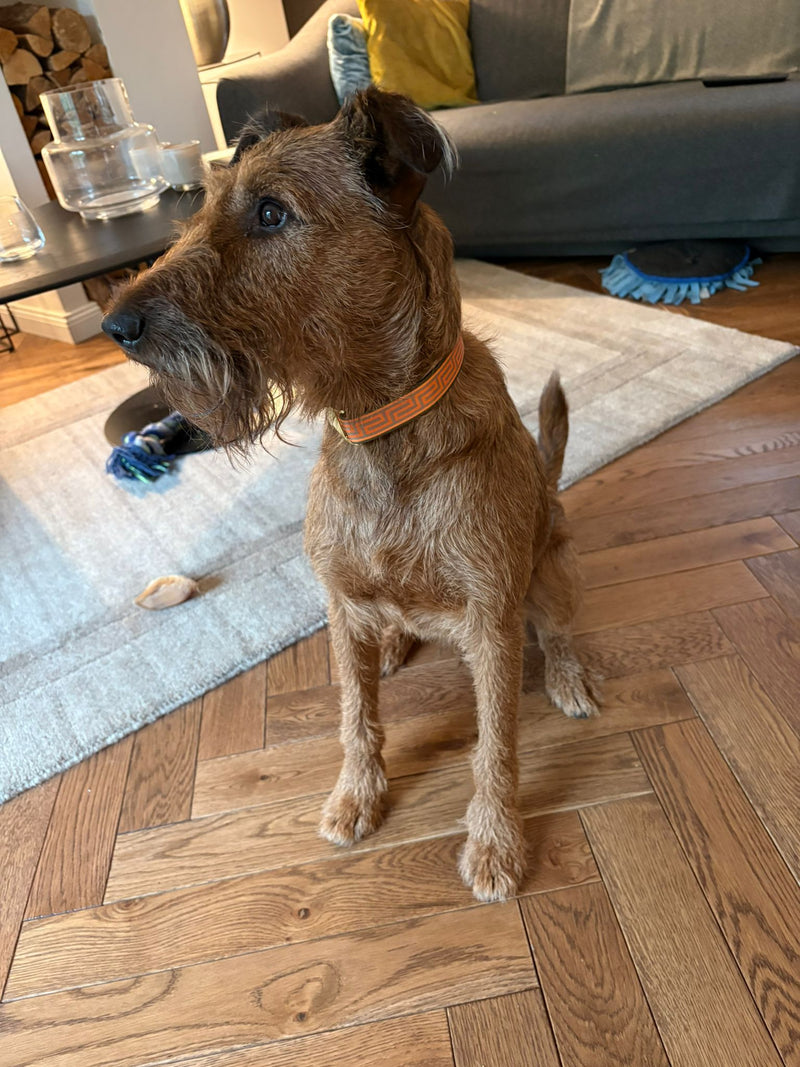 Juno in Designerhalsband Wellenbrecher