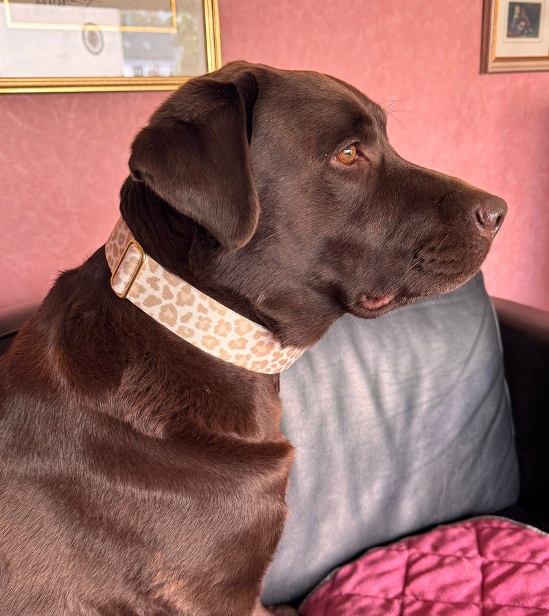Labrador Coco in Designerhalsband GOLDEN LEO Größe XL