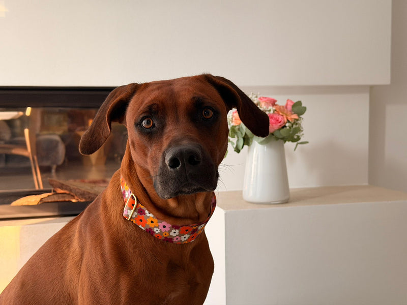 Ridgeback Rosa in Designerhalsband Blumenmeer Größe XL