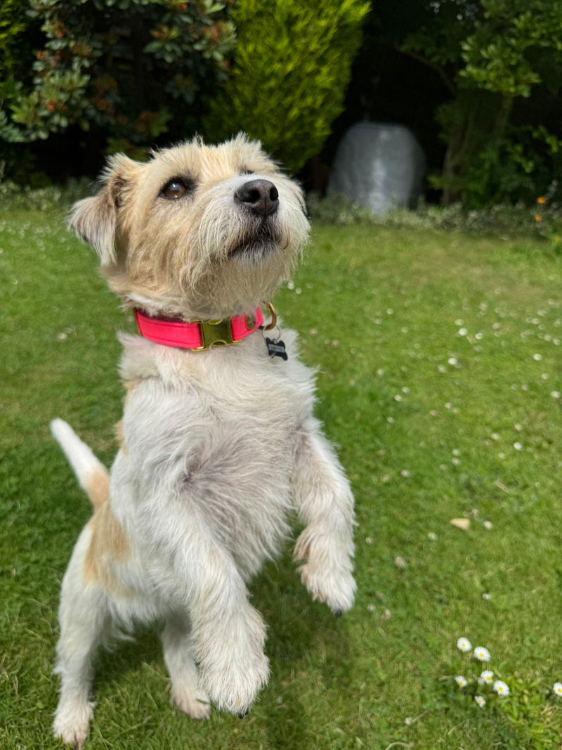 Terriermaus Halsband Softie Neonpink Größe S