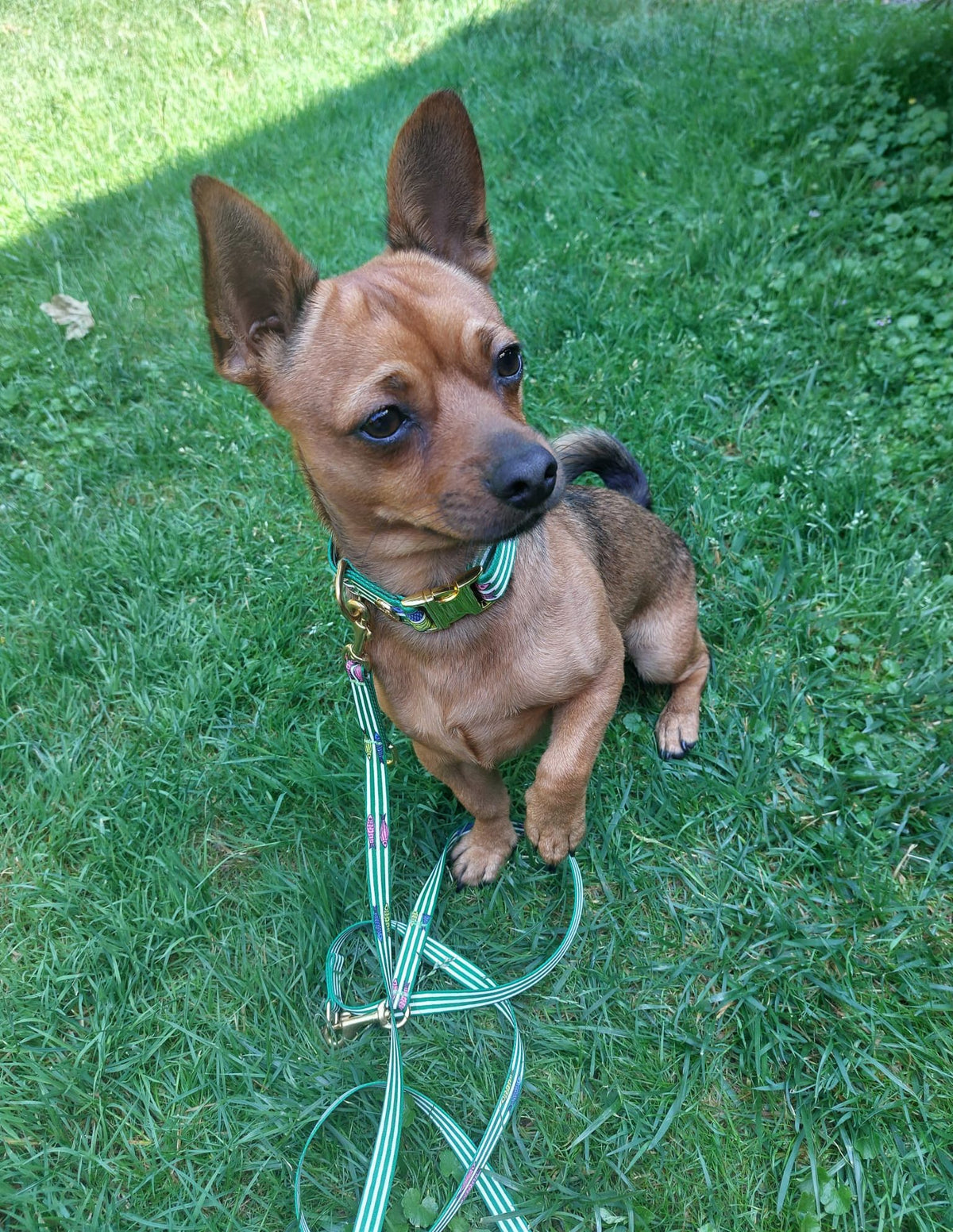 Zwergpinscher Henry in Design Salty