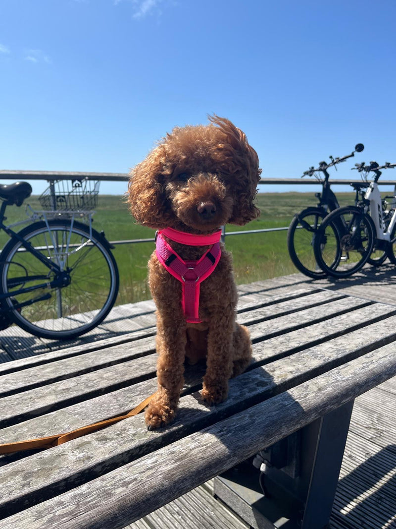 Zwergpudel Abby (Gewicht 4 Kilo) in Hundegeschirr Softie Neonpink Größe S