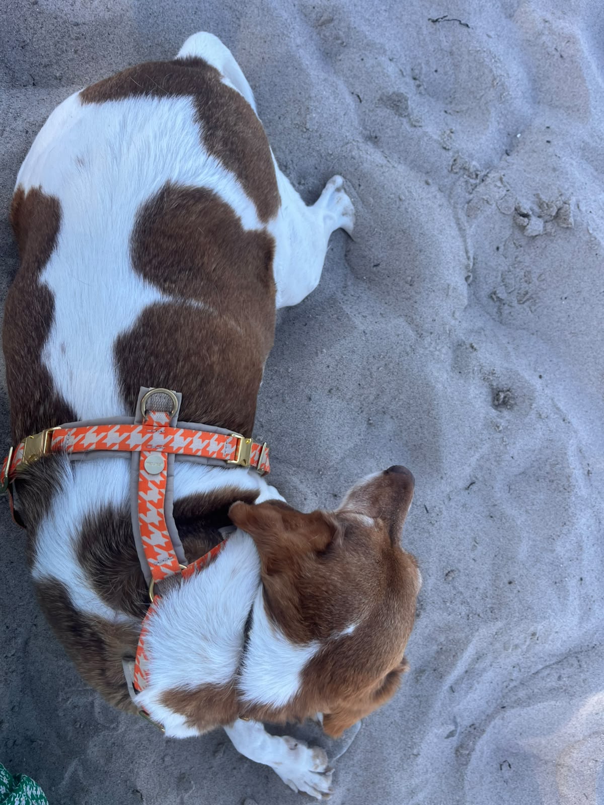 Enya mit Geschirr Wandler