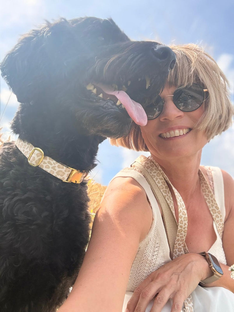 Labradoodle Lola in Design Golden Leo